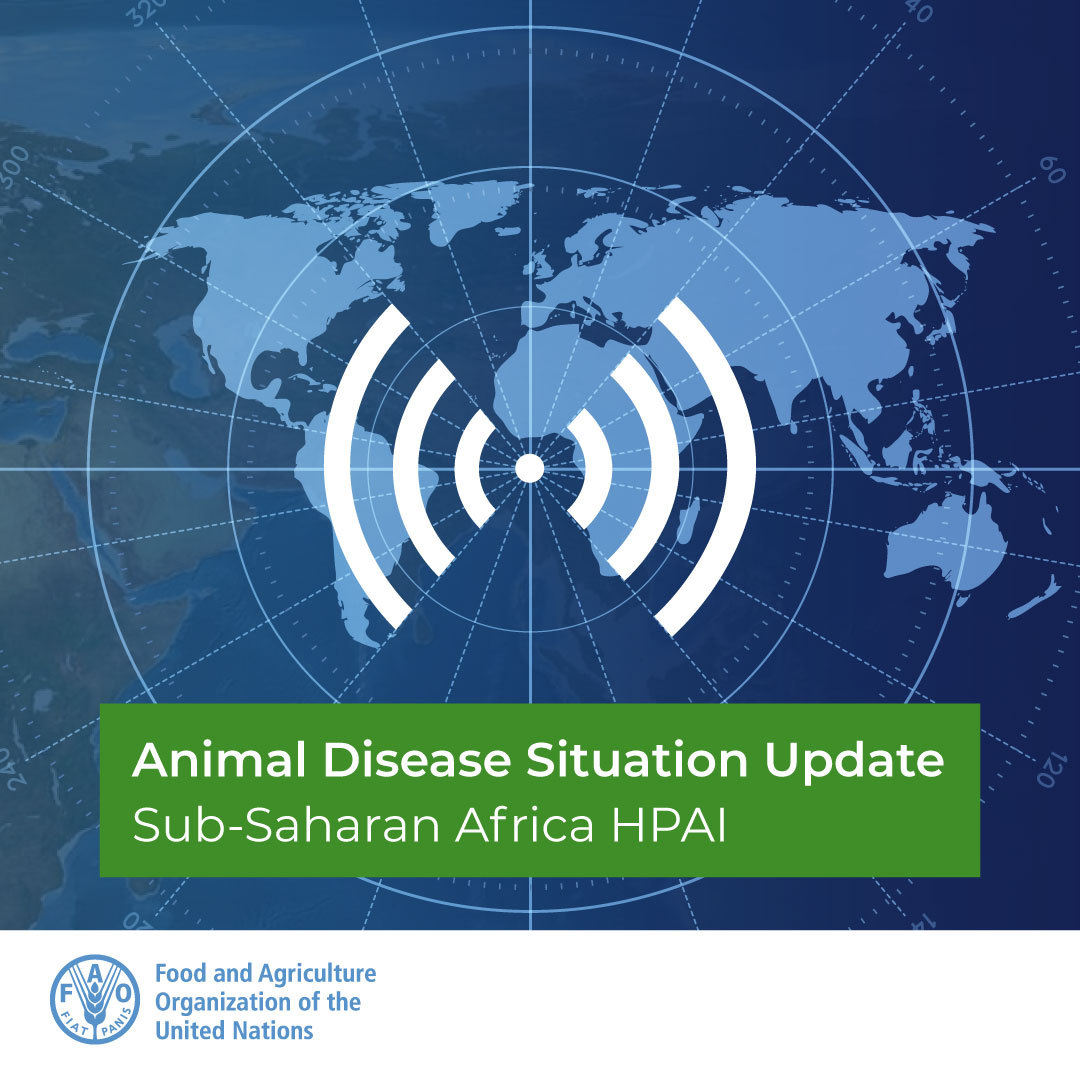 🚨 New situation update on highly pathogenic avian influenza (HPAI) in Sub-Saharan Africa.

Read more on the latest developments and <a href="/FAO/">Food and Agriculture Organization</a>’s support to the affected countries.

➡️bit.ly/46E7EH8

#AvianInfluenza 🐤🦠 #AnimalHealth