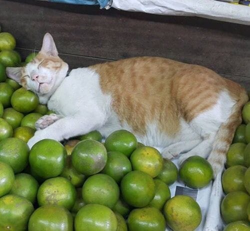 translated cats tweet media
