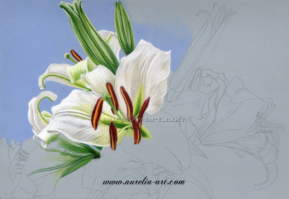 AureliaACC's tweet photo. #drawing "White Lilies" Step 2 - WIP: https://t.co/SNQ8IlYMcb
#art #dessin #lilies #lys #flower #fleur #pastels #pastelpencils #pencil #crayon #Pitt #PittPastels #FaberCastell #carbothello #artist #artiste #illustration #nature #workinprogress #wip #pasapas https://t.co/gLqNfKrMdd