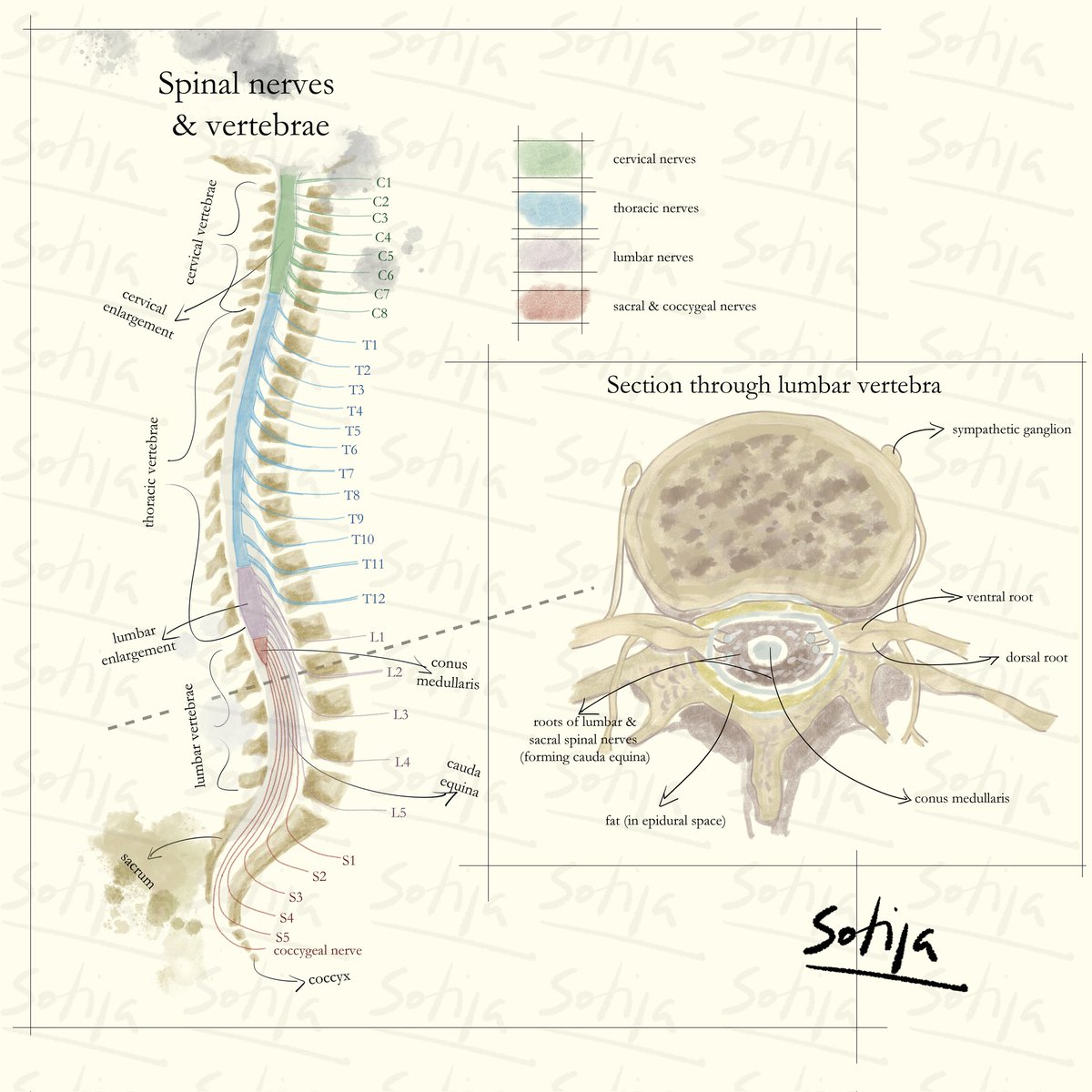 • spinal nerves &amp; vertebrae

#neuroscience #anatomy #neurodrawings #spine #nerves #vertebrae #nervoussystem