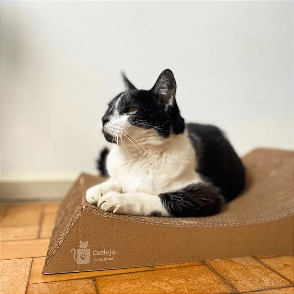 catlandrescue's tweet photo. Já conhece nossa Catloja? Passa lá que ta cheio de coisa legal para os seus peludos!

https://t.co/llvzxMAiUM  ❤ https://t.co/Zkt5XLAtM3
