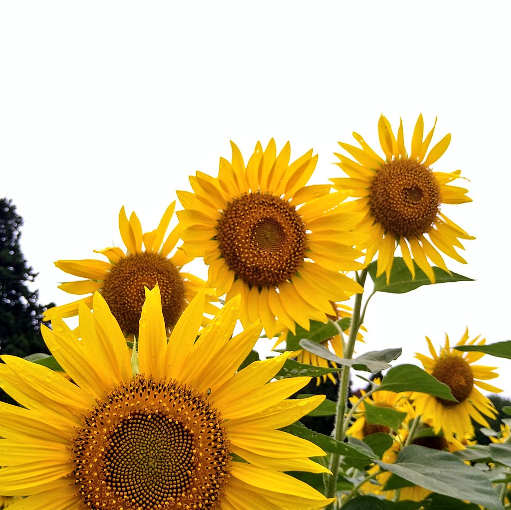 khtwr0717's tweet photo. ひまわり🌻 https://t.co/rivdbsHdfB