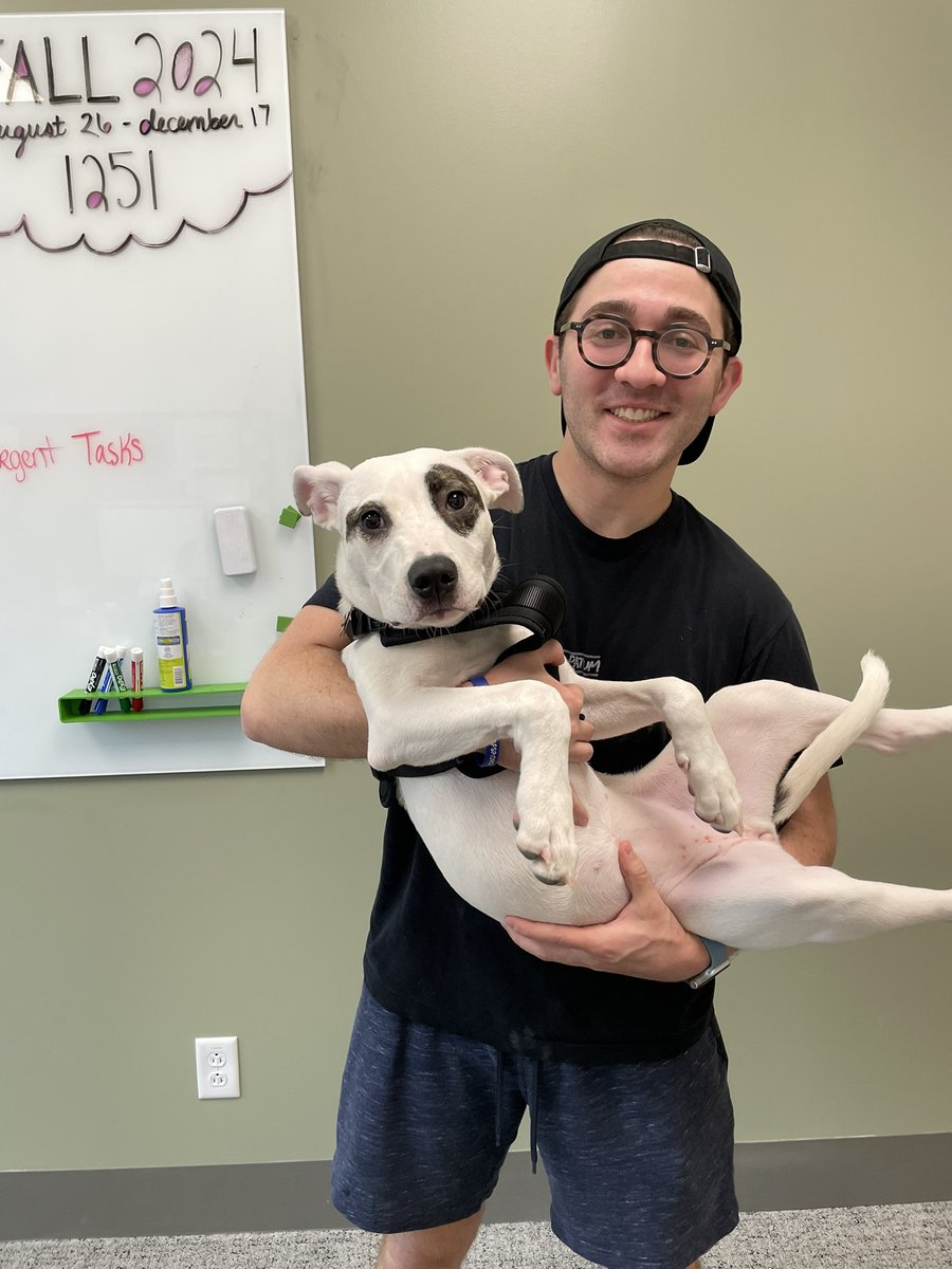 Benmvalen's tweet photo. pet sitting this lil baby (dobbie 🧦) again

look how big she’s gotten academic twitter! 🥺 https://t.co/nmFuww4HDD