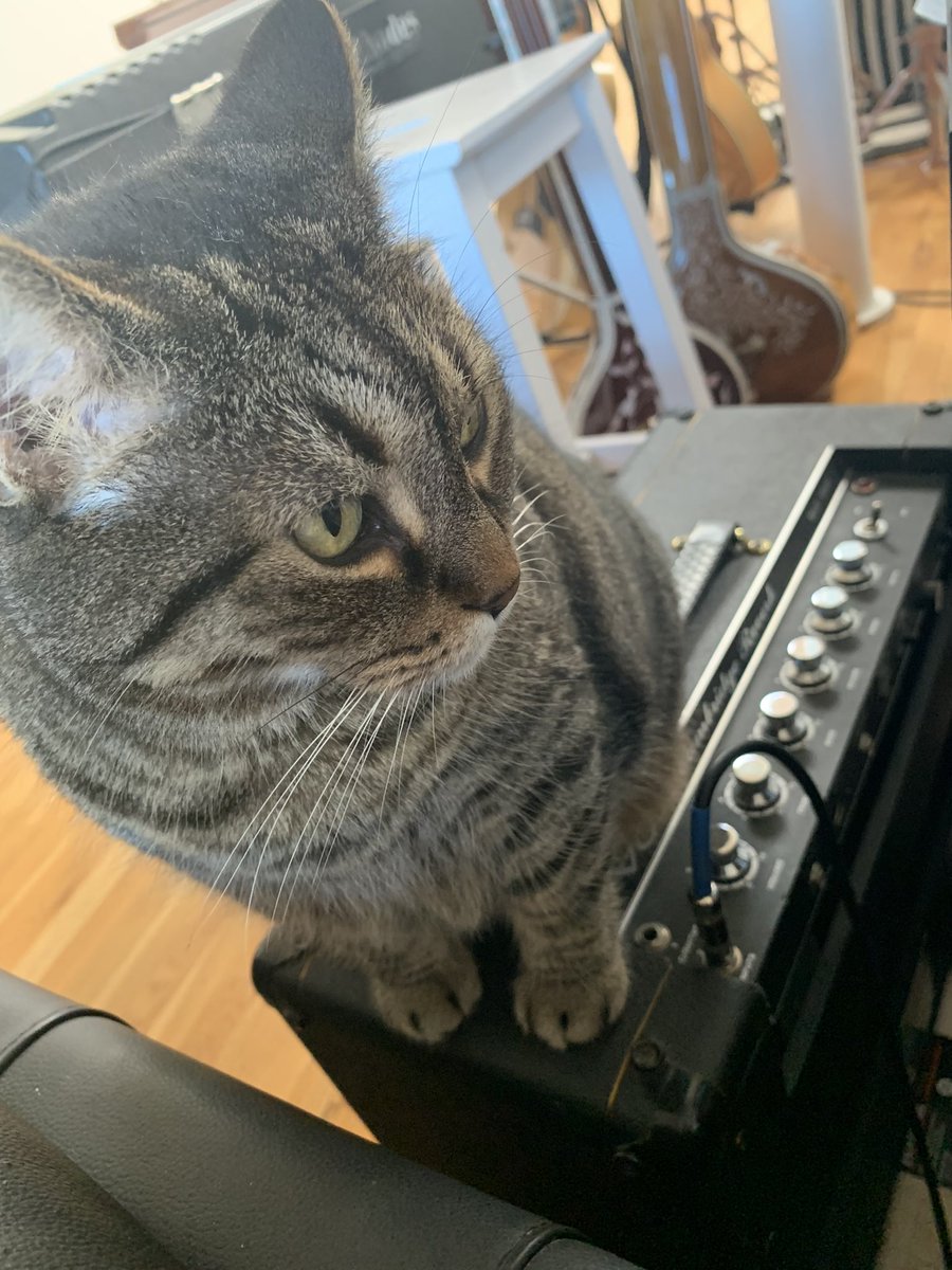 hisnameisalive's tweet photo. tour rehearsal pix #catsonamps #hisnameisalive #voxcambridge
link to purchase tickets below https://t.co/b5COo6hUKO