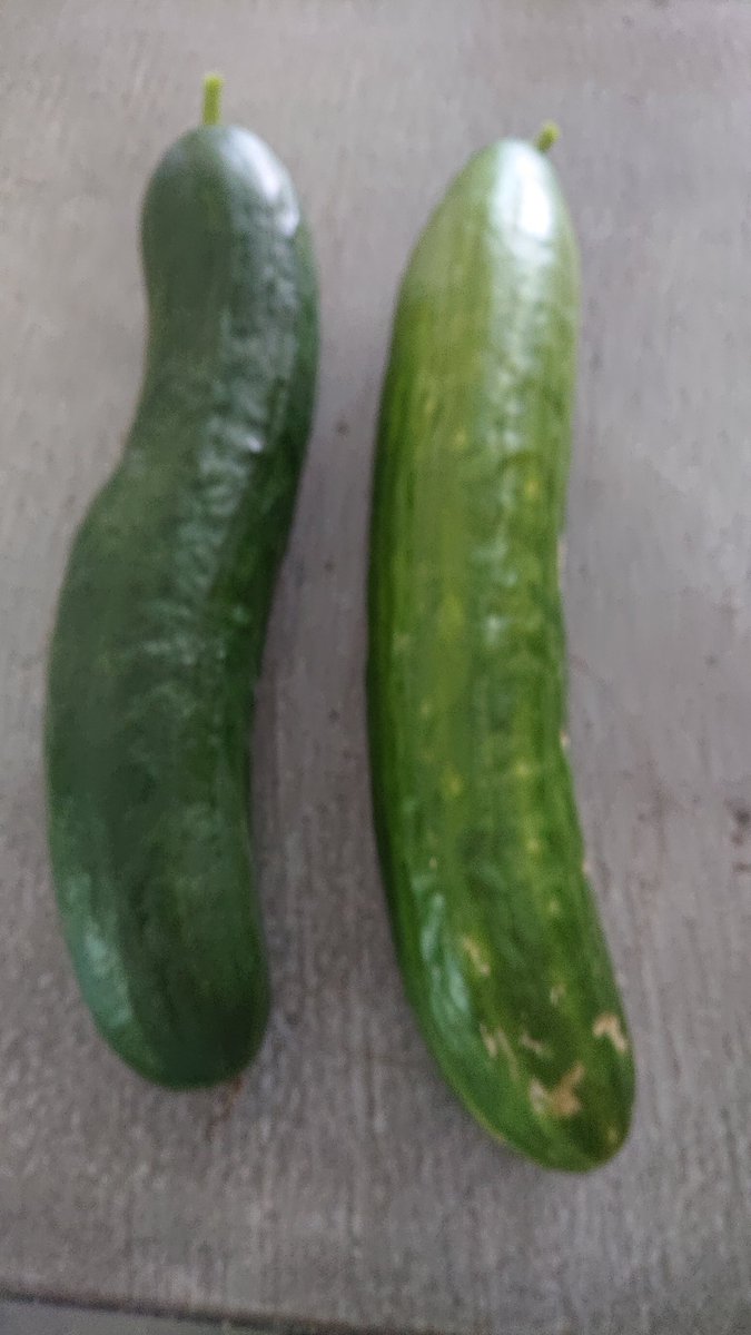 Units uit eigen tuin! Bijna vijf centimeter doorsnee zaten een beetje verstopt