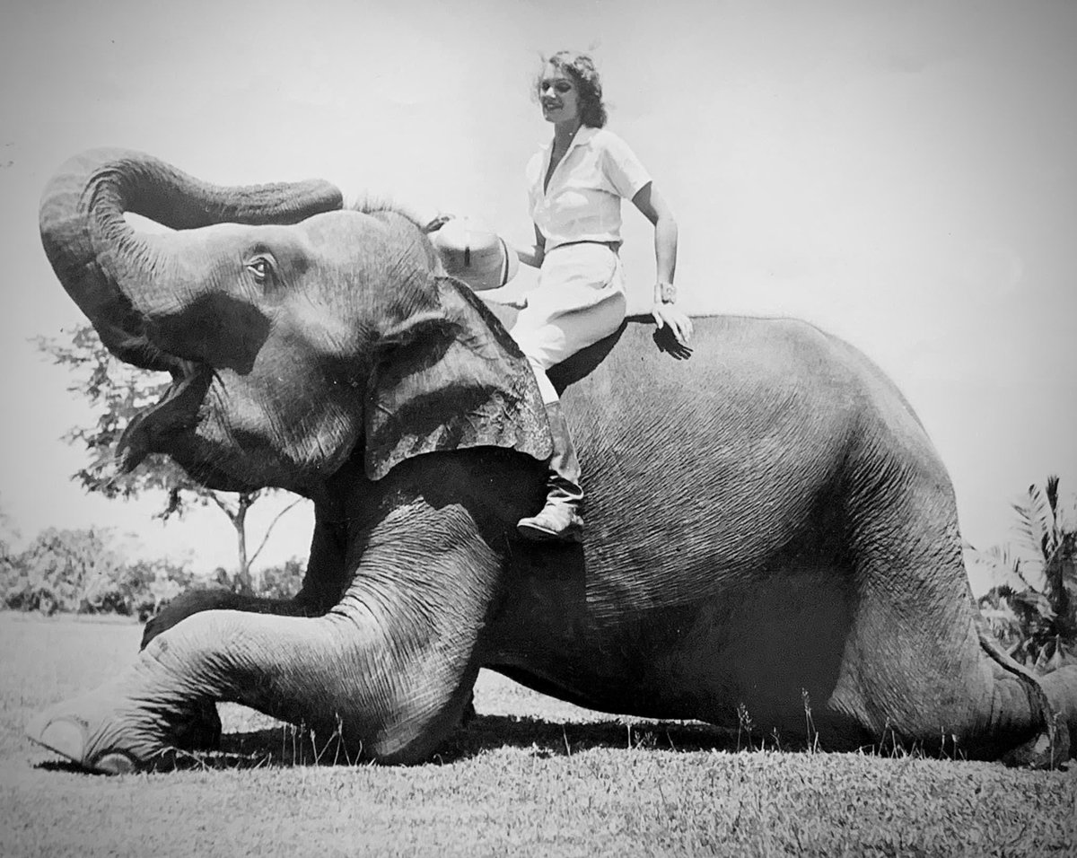 AlohaWanderwell's tweet photo. Celebrating World Elephant Day August 12 2024
In Aloha Wanderwell style…..
#Adventuress
#QueenofAdventure
#AlohaWanderwell
#AlohaWanderwellBaker
#AlohaBaker
Official website https://t.co/NyYHPIdMjP
The Richard Diamond Trust https://t.co/AxTWoBiVva