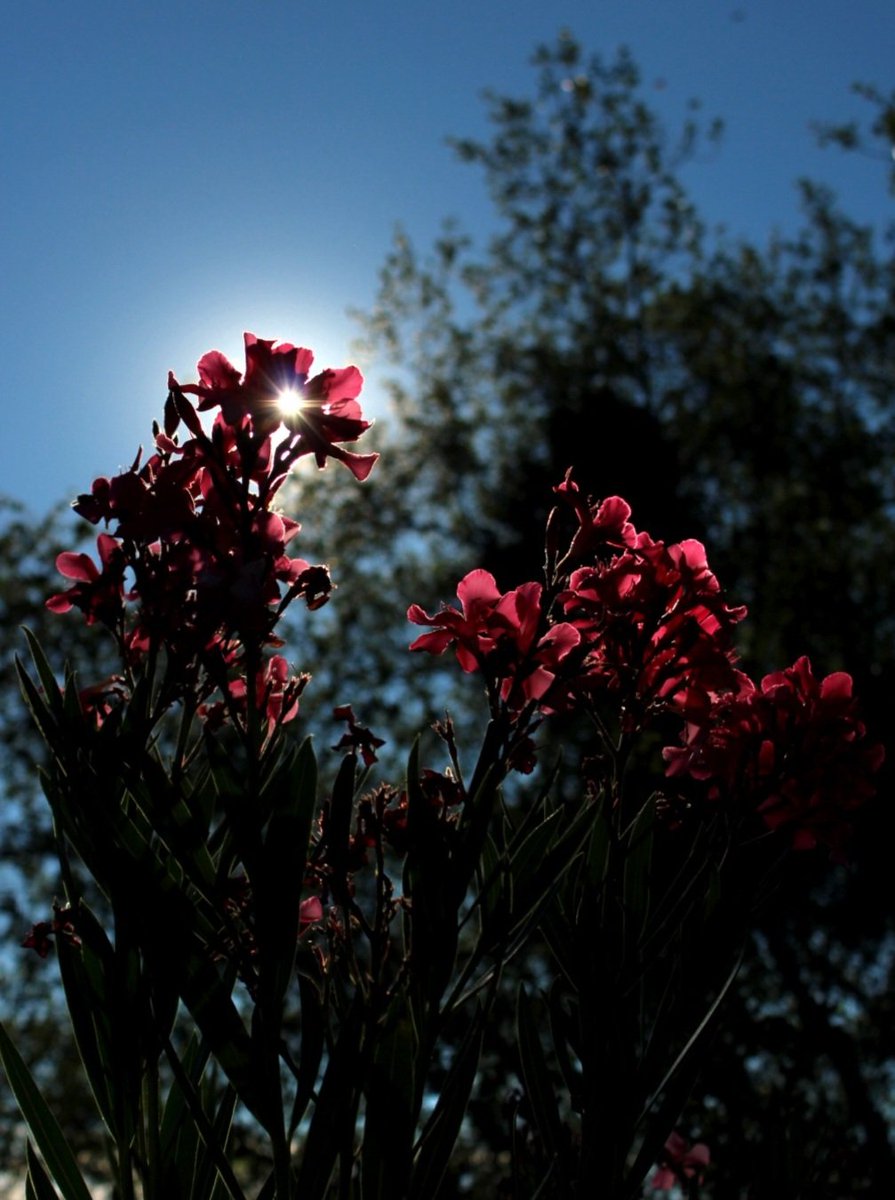 Francis Ford Cupholda tweet media