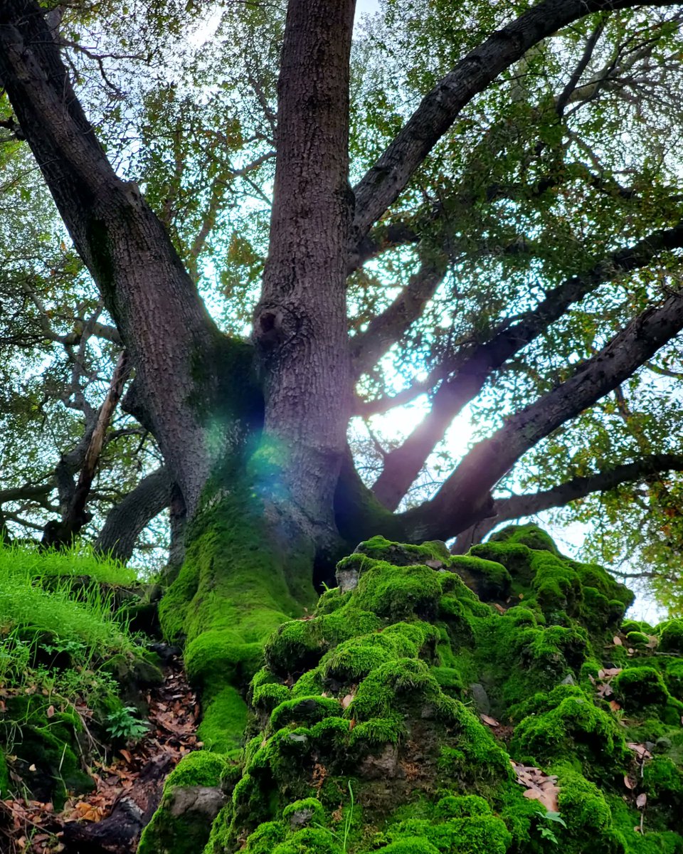 Francis Ford Cupholda tweet media