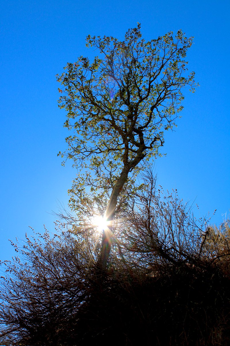 Francis Ford Cupholda tweet media