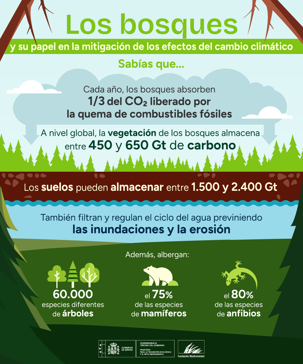 Detener la pérdida y degradación de los ecosistemas forestales y promover su restauración tienen el potencial de contribuir con más de 1/3 de la mitigación total del #CambioClimático que los científicos estiman que se requiere para 2030 🌳💨