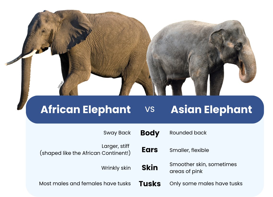 🐘 Happy World Elephant Day! 🐘 Now that you can ID Asian elephants, you should also know that International Affairs works with partners across Asia's 13 elephant range states to address threats like poaching and habitat loss to protect these amazing animals!