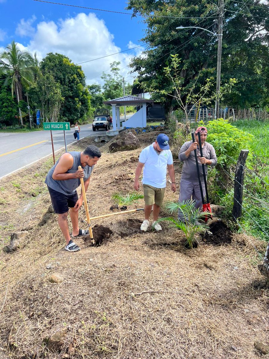 Los jóvenes de la Junta de Desarrollo Local de Las Huacas, en el Distrito de Boquerón, provincia de Chiriquí, están comprometidos en embellecer y proyectar su comunidad.

Con una jornada de siembra de guayacanes, palmas ornamentales, veraneras y loritos, el equipo de Gestión