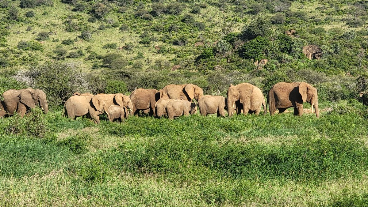 Dr. Nina Wambiji (@nwambiji) on Twitter photo #HappyWorldElephantDay2024 by <a href="/mpala_rc/">Mpala Research Centre / @mpalarc.bsky.social</a> The grass is green, the herds are within. It is a sight to behold.
Theme: Personifying Prehistoric Beauty Theological Relevance, & Environmental Importance
Check out mpala.org/why-do-elephan…
#TarjeNissenMeyer
#AndrewMarkham
<a href="/DrBethMortimer/">Beth Mortimer</a> #HappyWorldElephantDay2024 by <a href="/mpala_rc/">Mpala Research Centre / @mpalarc.bsky.social</a> The grass is green, the herds are within. It is a sight to behold.
Theme: Personifying Prehistoric Beauty Theological Relevance, & Environmental Importance
Check out mpala.org/why-do-elephan…
#TarjeNissenMeyer
#AndrewMarkham
<a href="/DrBethMortimer/">Beth Mortimer</a>