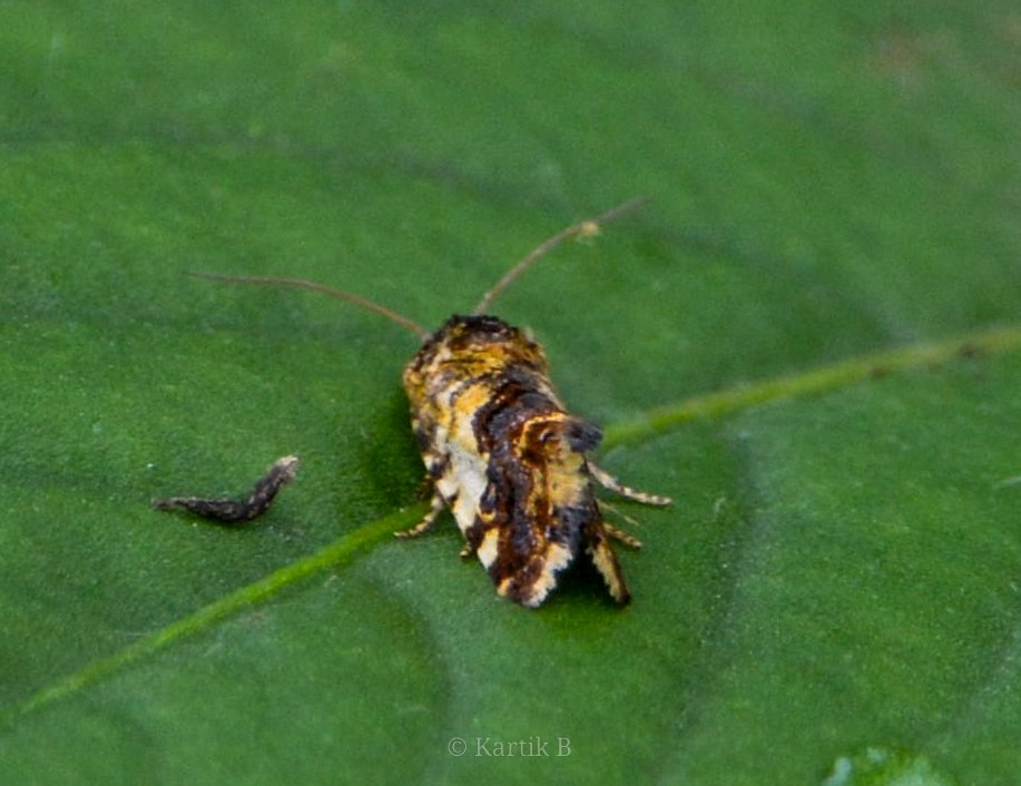 Woodpecker_cent's tweet photo. Owlet moth sp Acontia crocata for #mothmonday.
Sipna Jungle, Pune - June 2024.
#IndiAves #ThePhotoHour #natgeoyourshot #channel169 #naturephotography #macrohour #NikonCreators #biodiversity #entomology #mothsofindia #niffeature #discoverearth #micromoths #mothsoftheworld #nature https://t.co/Y4GKiSNep3