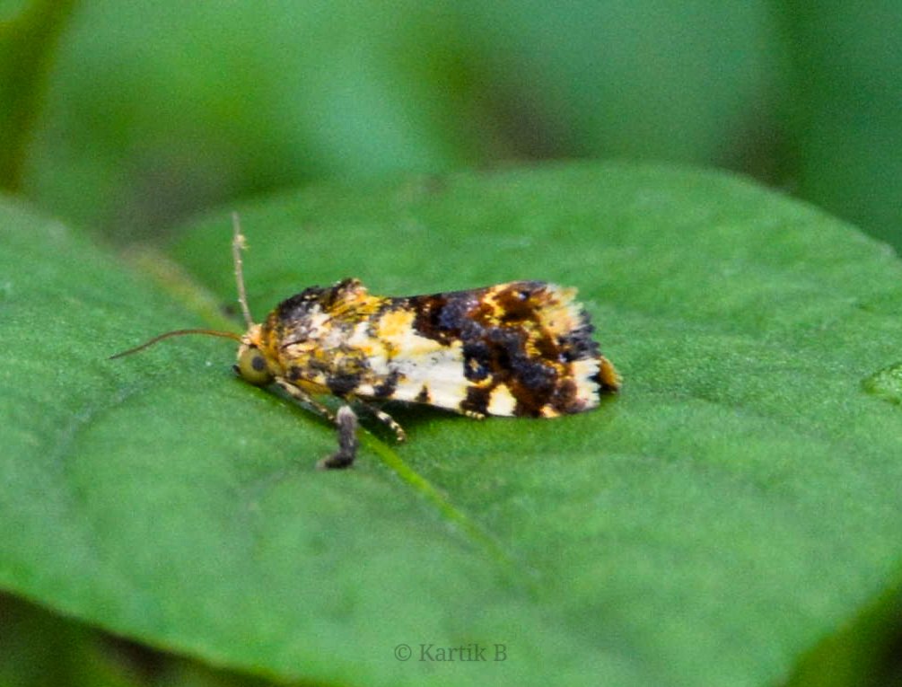 Woodpecker_cent's tweet photo. Owlet moth sp Acontia crocata for #mothmonday.
Sipna Jungle, Pune - June 2024.
#IndiAves #ThePhotoHour #natgeoyourshot #channel169 #naturephotography #macrohour #NikonCreators #biodiversity #entomology #mothsofindia #niffeature #discoverearth #micromoths #mothsoftheworld #nature https://t.co/Y4GKiSNep3