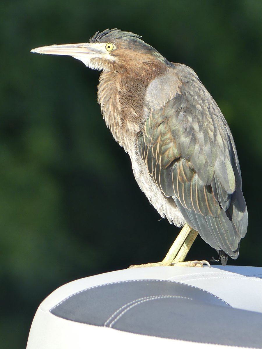 Cheryl_AJohnson's tweet photo. Life on the Sunrise Channel
As we headed out for a boat ride, a guest was already on board! I got a ton of shots of the very photogenic and cooperative Green Heron.
#NaturePhotography
#kidlitinspiration
#photoprompt
#LifeontheSunriseChannel https://t.co/3cE0ZVLzer