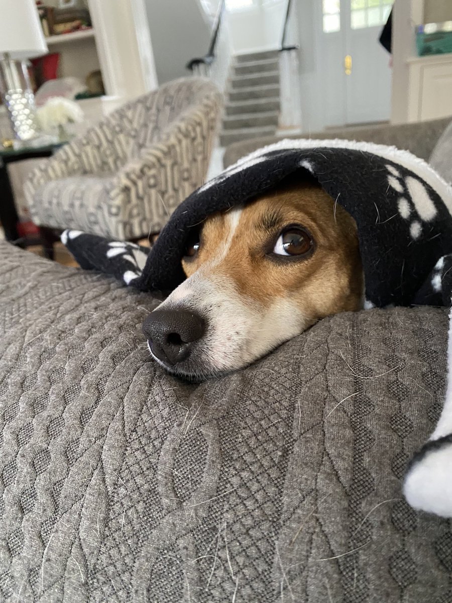 BelleLBear's tweet photo. #MondayMorning #Monday #dogs #dogsoftwitter #zshq #DogsofX #BabyBea #TooColdInHere #FreezyBea
Why is that air conditioning on so HIGH Mom?? I’m FREEZING! https://t.co/H1eS7QrhQd