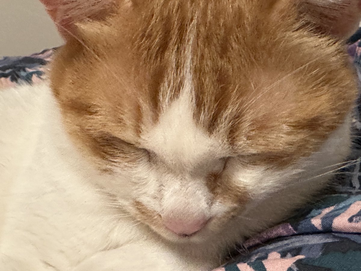 쫍쫍쫍 그루밍하던 고양이가 조용해서 보니