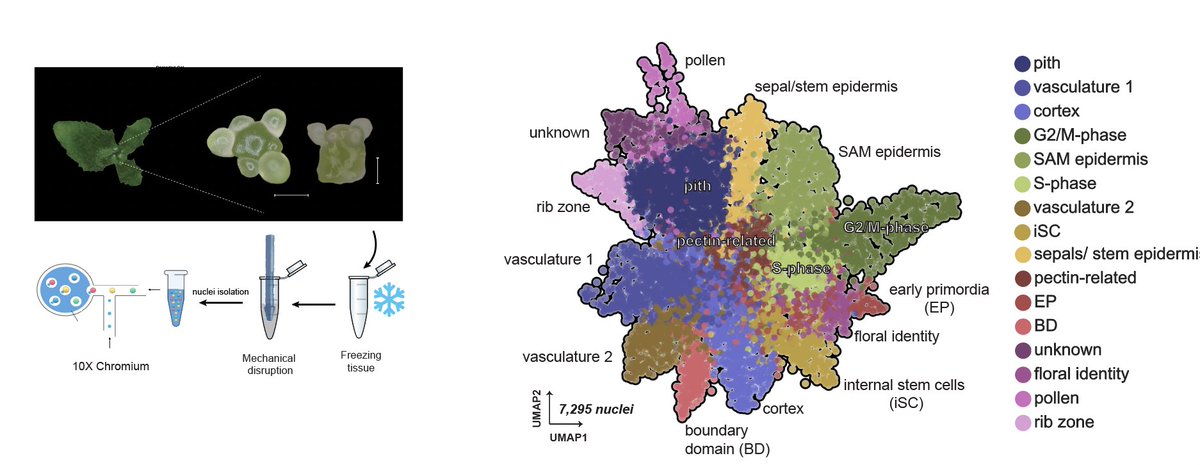 Sebastián R. Moreno (@seba_moreno_r) on Twitter photo 🚀Exciting news! I'm thrilled to share my first preprint as a post-doc at <a href="/slcuplants/">Sainsbury Laboratory Cambridge University (SLCU)</a>. We used snRNA-seq to capture, for the first time, the transcriptome of dissected wild-type shoot apical meristems (SAM) in Arabidopsis thaliana at the single-cell level.
biorxiv.org/content/10.110… 🚀Exciting news! I'm thrilled to share my first preprint as a post-doc at <a href="/slcuplants/">Sainsbury Laboratory Cambridge University (SLCU)</a>. We used snRNA-seq to capture, for the first time, the transcriptome of dissected wild-type shoot apical meristems (SAM) in Arabidopsis thaliana at the single-cell level.
biorxiv.org/content/10.110…