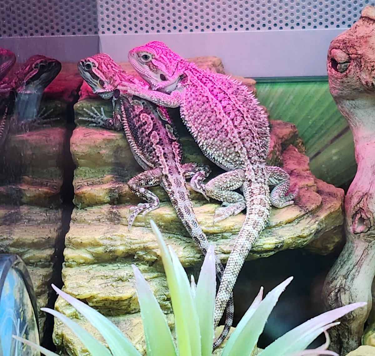 Witch Hazel tweet media