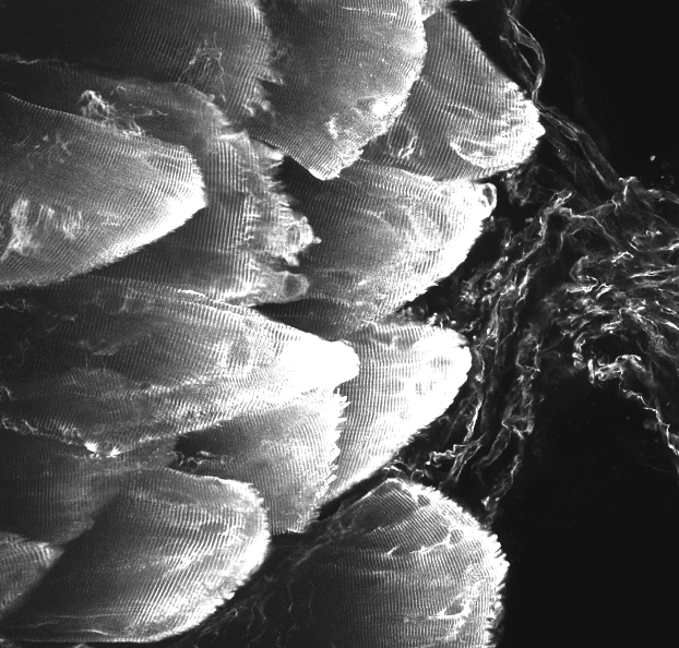 Institute of Sports Medicine Copenhagen (@ismcopenhagen) on Twitter photo New review by <a href="/AbigailMackey1/">Abigail Mackey</a> on the myotendinous junction, the site of muscle strain injury. What we know and what we need to know to address this clinical challenge👏💡💪
cshperspectives.cshlp.org/cgi/content/lo… New review by <a href="/AbigailMackey1/">Abigail Mackey</a> on the myotendinous junction, the site of muscle strain injury. What we know and what we need to know to address this clinical challenge👏💡💪
cshperspectives.cshlp.org/cgi/content/lo…