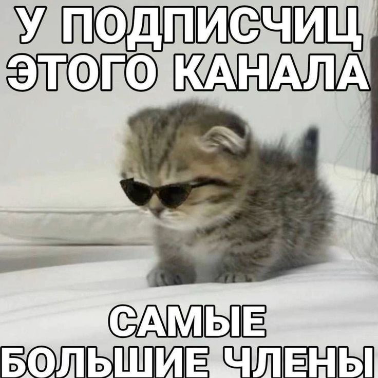 Солнц крис tweet media