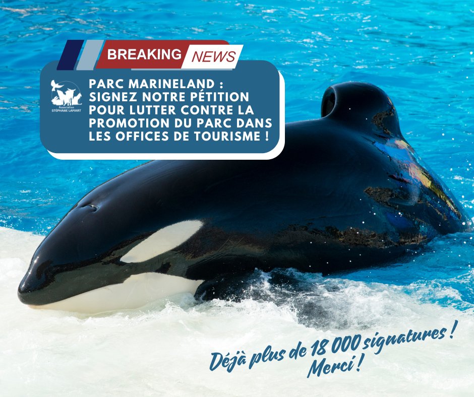 StephaneLAMART's tweet photo. 🚨REJOIGNEZ-NOUS POUR LUTTER CONTRE LA PROMOTION DE MARINELAND DANS LES OFFICES DE TOURISME ! 🚨

Pour rappel, nous demandons aux offices de #tourisme de la Côte d'Azur d'arrêter la promotion des spectacles d'animaux au Parc #Marineland d'#Antibes. 

Ces pratiques sont contraires au bien-être #animal et seront interdites dès 2026 !  

➡️Signez la pétition pour soutenir cette cause et protéger les #orques, #dauphins et #otaries : 
https://t.co/IUgWmbA6N0

Nous sommes déjà à plus de 18 000 signatures ! Merci !🙏🏼

Ces #animaux méritent de vivre une meilleure vie que celle de simple divertissement d’un public…🐬