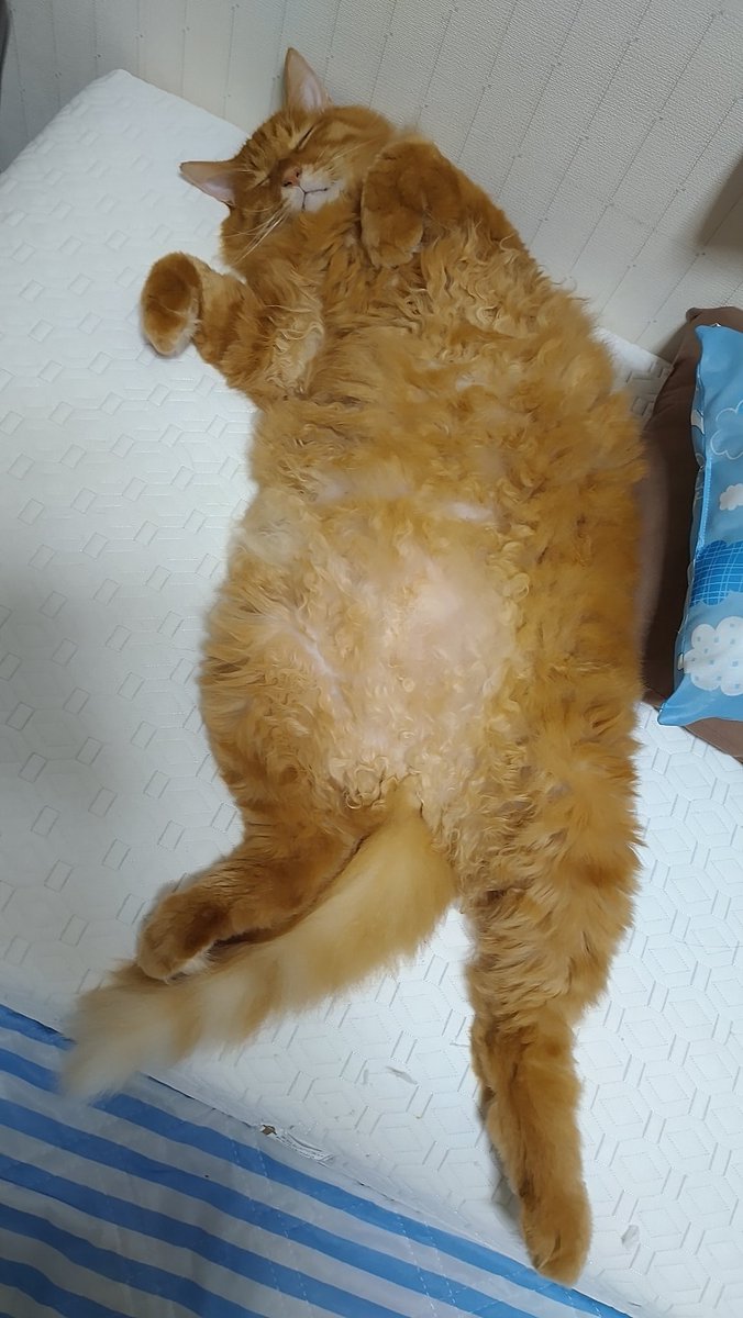 あー
かわいすぎ
顔埋めたい🧡
#仕事がしんどすぎる
#癒してくれる猫