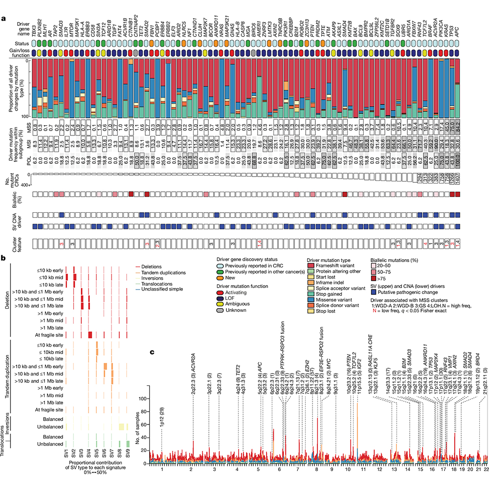 Whole-genome sequencing of more than 2,000 colorectal carcinoma samples provides a highly detailed view of the genomic landscape of colorectal cancer and identifies new driver mutations, according to a paper in <a href="/Nature/">nature</a>. go.nature.com/4dgzRGz