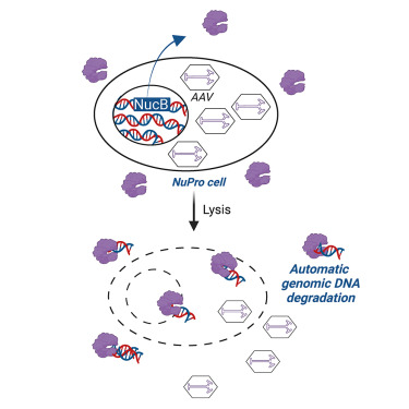 Geoff Howe (@geoffthowe) on Twitter photo Delighted to share the latest publication from the Nesbeth lab, my second first-author manuscript. We engineered suspension HEK cells to express a secretory nuclease which reduced DNA impurities and (serendipituously) increased AAV yields!
doi.org/10.1016/j.omtm…
<a href="/GenePlumber/">Darren N. Nesbeth</a> Delighted to share the latest publication from the Nesbeth lab, my second first-author manuscript. We engineered suspension HEK cells to express a secretory nuclease which reduced DNA impurities and (serendipituously) increased AAV yields!
doi.org/10.1016/j.omtm…
<a href="/GenePlumber/">Darren N. Nesbeth</a>