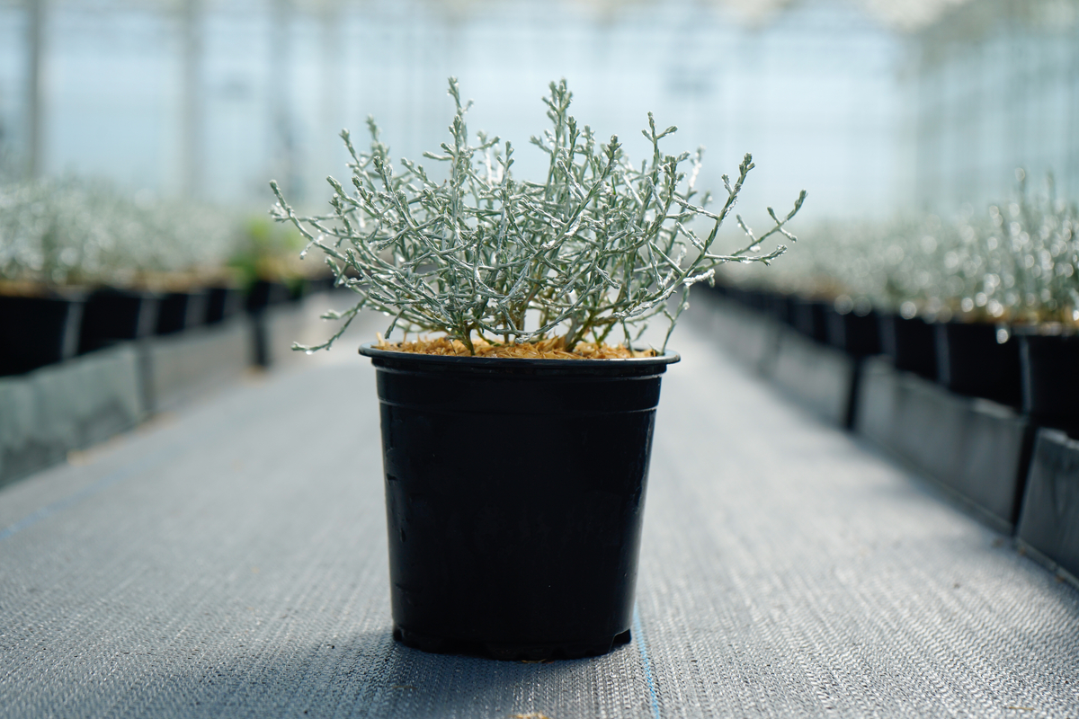 Qualitree tweet media