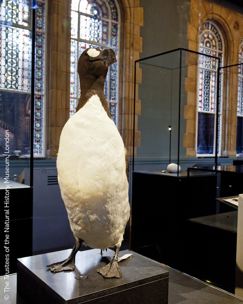 Natural History Museum tweet media