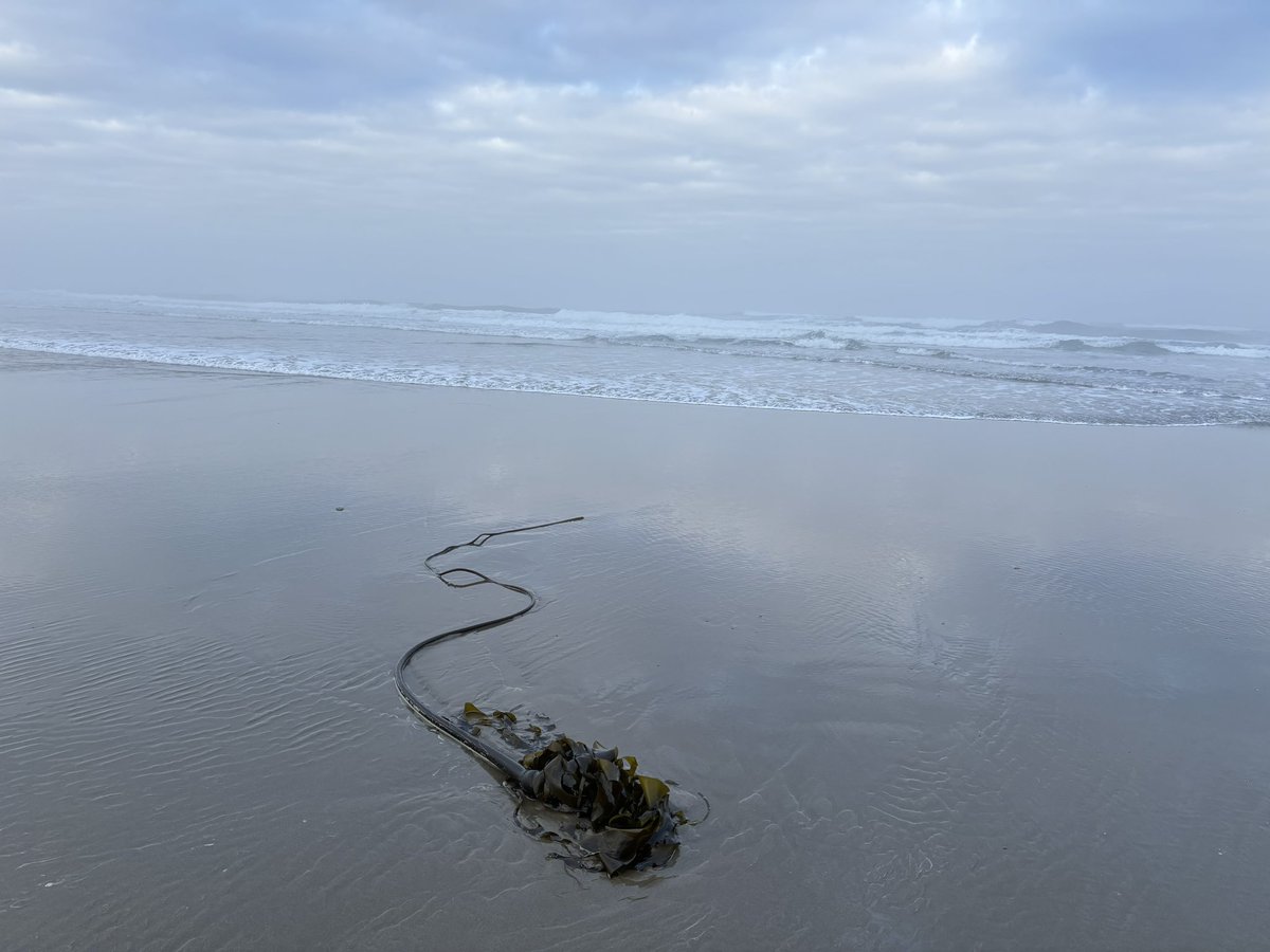 waterkeepermark's tweet image. Beautiful Pacific Coast of Oregon. Taking week long rest. Looking forward to Chicago next week with @cangeo &amp;amp; @GLSLcities sharing #Biinaagami with Great Lakes leaders.