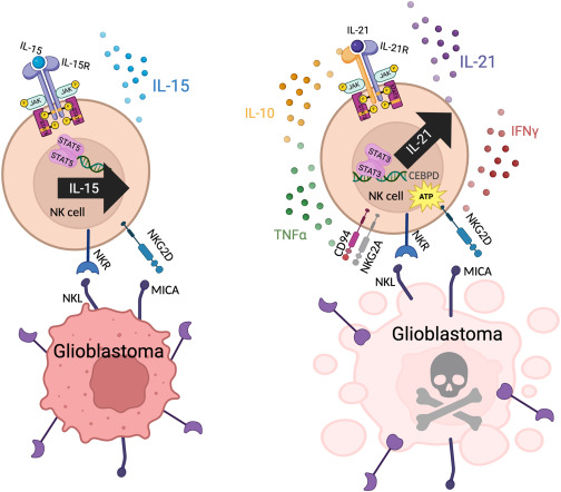 Waggoner Lab (@labwaggoner) on Twitter photo IL-21 engineering enhances NK cell activity against glioblastoma via CEBPD <a href="/Cancer_Cell/">Cancer Cell</a>
cell.com/cancer-cell/fu… <a href="/Dr_Nick_Bikes/">Nicholas Huntington</a>
cell.com/cancer-cell/fu… <a href="/lab_rezvani/">Katy Rezvani, M.D., Ph.D</a> <a href="/Mayrashanley/">Mayra Shanley</a> IL-21 engineering enhances NK cell activity against glioblastoma via CEBPD <a href="/Cancer_Cell/">Cancer Cell</a>
cell.com/cancer-cell/fu… <a href="/Dr_Nick_Bikes/">Nicholas Huntington</a>
cell.com/cancer-cell/fu… <a href="/lab_rezvani/">Katy Rezvani, M.D., Ph.D</a> <a href="/Mayrashanley/">Mayra Shanley</a>