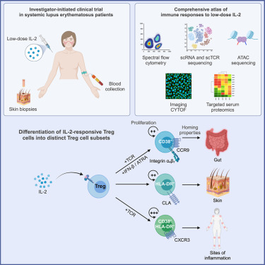 LabWaggoner's tweet photo. Comprehensive atlas of immune responses to low-dose IL-2 immunotherapy in SLE #lupus patients and identified distinct IL-2-driven Treg activation and tissue-homing programs @ImmunityCP 
https://t.co/wikLPmLVKi https://t.co/XJs6q2cQEB