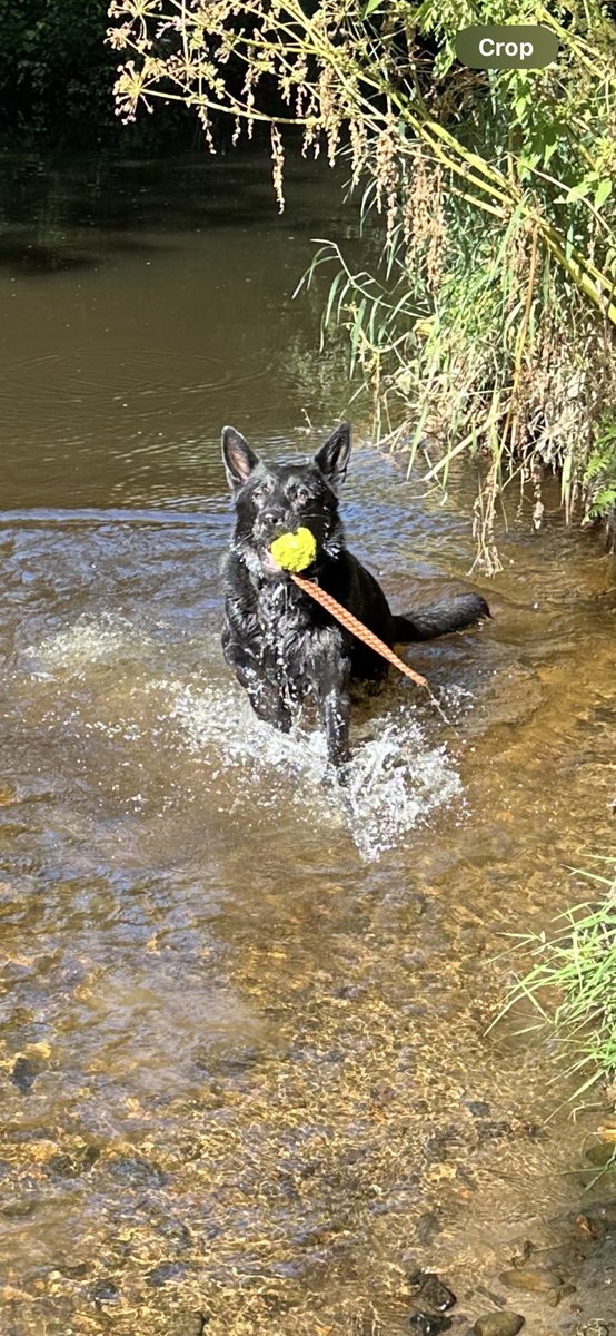 PDEzekiel's tweet image. PD Phantom is keeping cool on this scorchio afternoon! 🌞 @BWYK9 who needs Indonesia 😜 #happydog #policedog