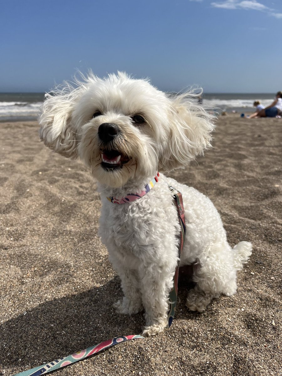 lallyanne's tweet image. Marnie is living her best life on the coast. Very much the happy camper and beach babe for a few days. #Pawrent #Camping #thalassophile