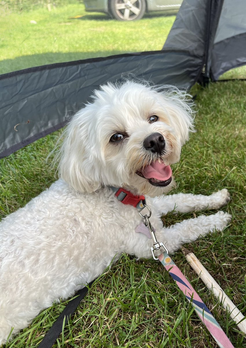 lallyanne's tweet image. Marnie is living her best life on the coast. Very much the happy camper and beach babe for a few days. #Pawrent #Camping #thalassophile