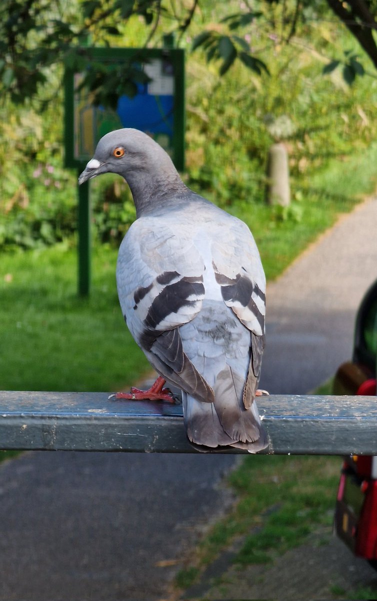 huugvanooijen's tweet photo. #duif #pigeon #flevopark #amsterdam #mobilephotography #nofilter #birds #vogels #birdlover #birdphotography #birdsofinstagram #dailybird🐦 https://t.co/2dMEKjXZNv