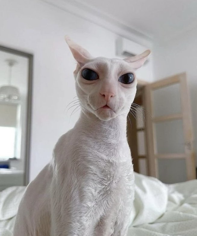 v71820821's tweet photo. I’m in line at the coffee bean giggling and smiling coyly at this photo . Everyone thinks I’m texting a special someone but it’s just the alien cat https://t.co/DhN51aH3Sy