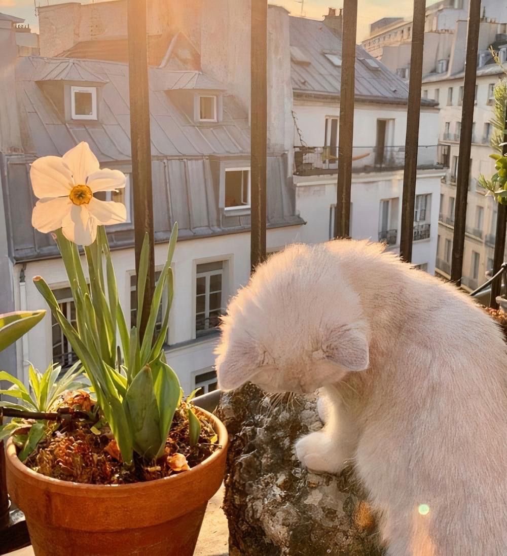 “ 🐱💭” 멋진 백인 고양이가 되어보는 건 어떨까요? 멋지네요.