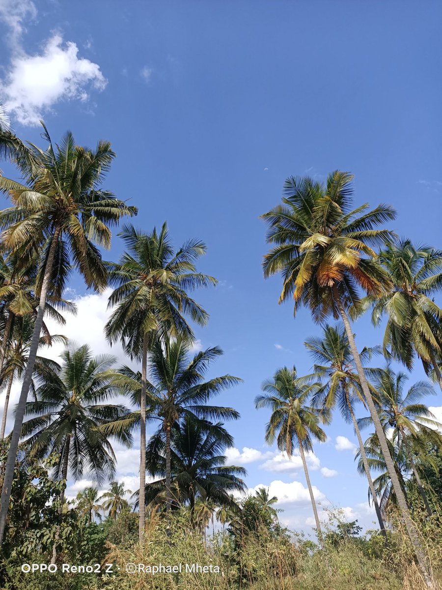 RaphaelMheta's tweet photo. 📸 #OppoReno2z https://t.co/1rdbz7EPTR
