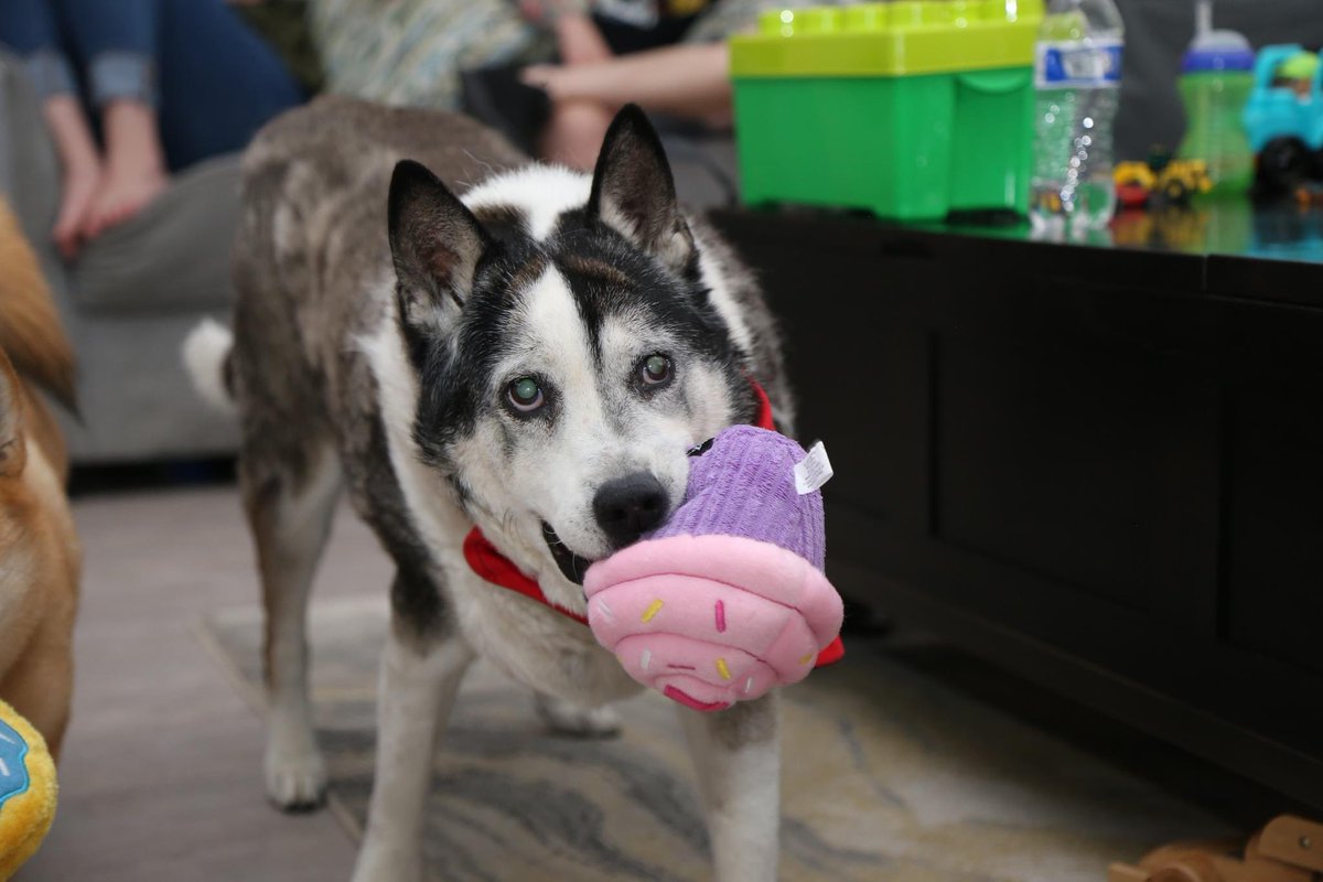 The_FreddieJ's tweet image. Happy Sweet Sixteen Marley!

#weratedogs #seniorpup #dogsoftwitter
#dog #seniordog