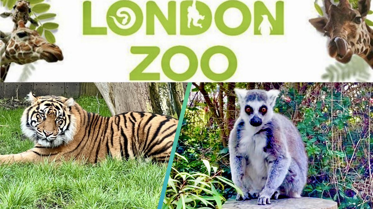 DHopperDiaries's tweet photo. Come on a wild adventure to London Zoo! The zoo has almost 15,000 animals and we will be meeting many of them as we make our way around. Watch now on my YouTube channel 👇🏻 💚
https://t.co/x6SocKEP4Y

#londonzoo #london  #zsl #zoo #vlog  #youtubevideo  #zooanimals #daysoutlondon https://t.co/rGgLuv2rVs