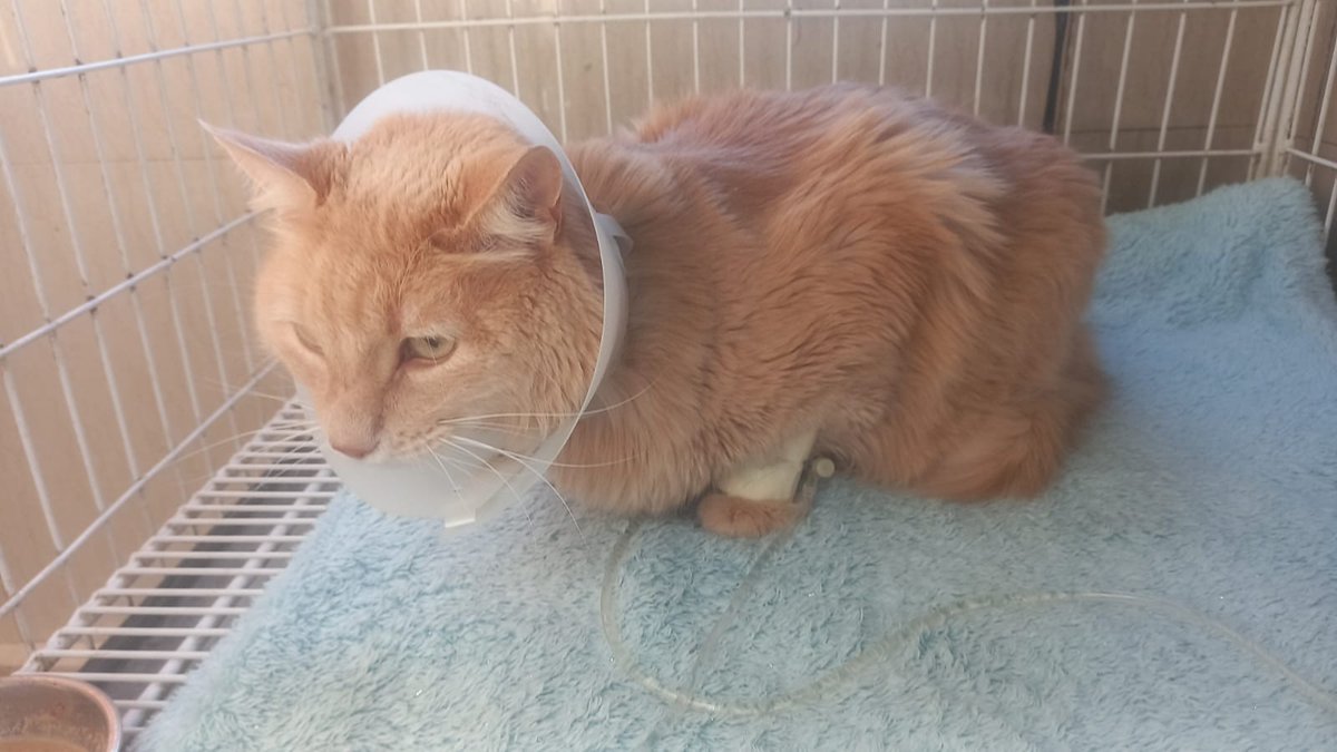 jalele's tweet photo. Tuvimos que hospitalizar a Babú. Va a estar bien pero se tiene que quedar varios días. Me da risa esta foto que nos mandaron donde aparece indignado ante la situación https://t.co/5RQiHVdgpi