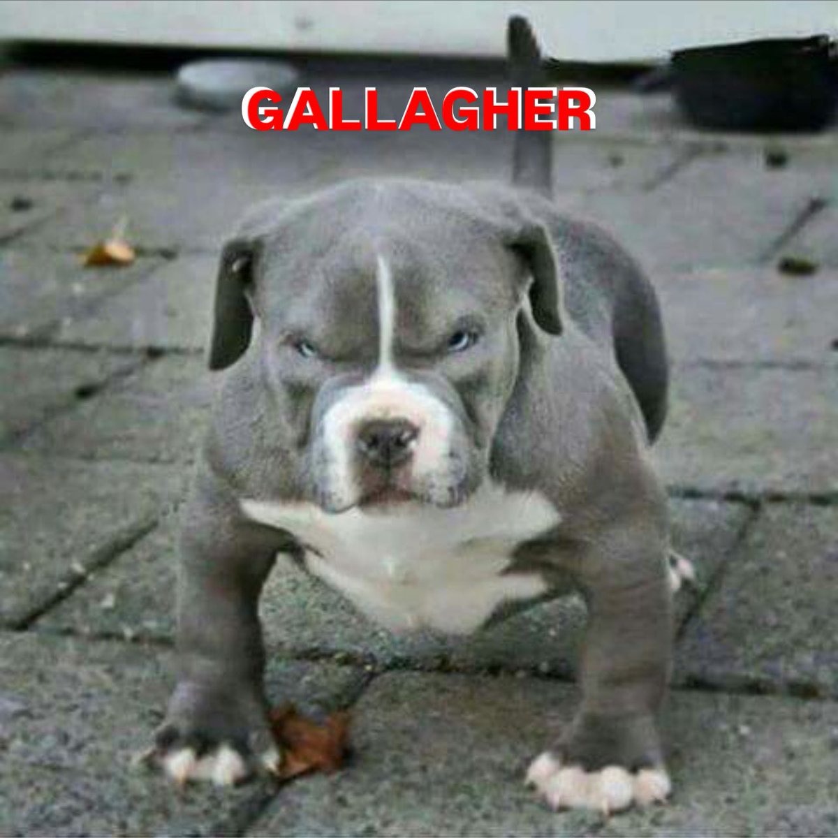 MiguelPalmaaa_'s tweet photo. NO VOY A PARAR HASTA QUE PRESENTEN AL PITBULL !!!!!! https://t.co/cdTbga0BvC