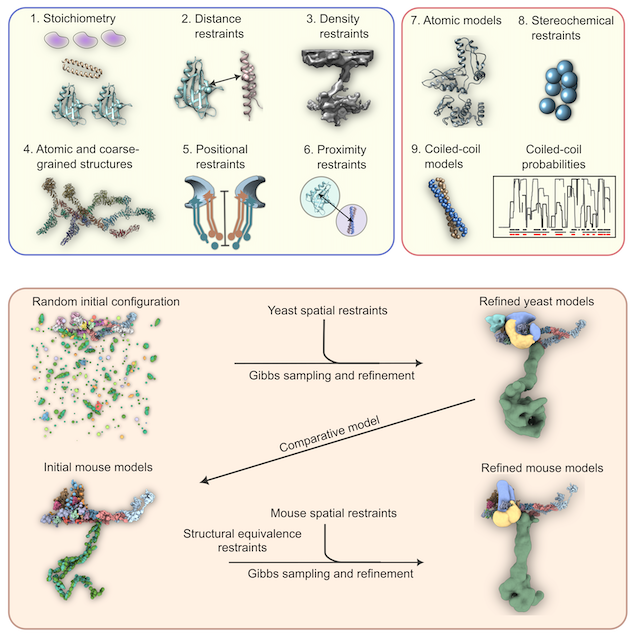 dgvjayS's tweet photo. Data about the #basket and #NPC from various techniques—#mass-spectrometry, #cryoEM,  immuno-EM, our maps, etc.—were incorporated (as restraints) into a modeling framework that generates conformations satisfying these data, culminating in a final model. #IntegrativeModeling https://t.co/ET5Kby3VNY