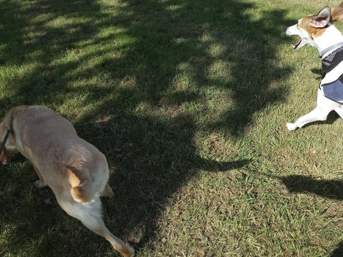 This pair, both nervous souls in different ways and for different reasons, forging a lovely relaxed friendship, with just a little flirting especially from the monkey boy!

<a href="/GalwaySPCA/">Galway SPCA</a>