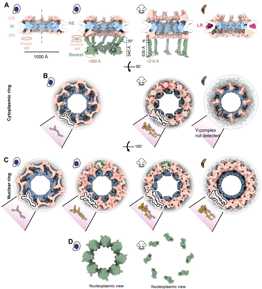 dgvjayS's tweet photo. Using in-cell #cryoEM & #subtomogram analysis, we determined in-cell maps of yeast, mammalian, & protozoan #NPCs with varying outer rings (CR & NR). A stable basket was found only with the double NR, consisting of struts emanating from the double NR & ending in a distal density. https://t.co/bHTJw9gzg5
