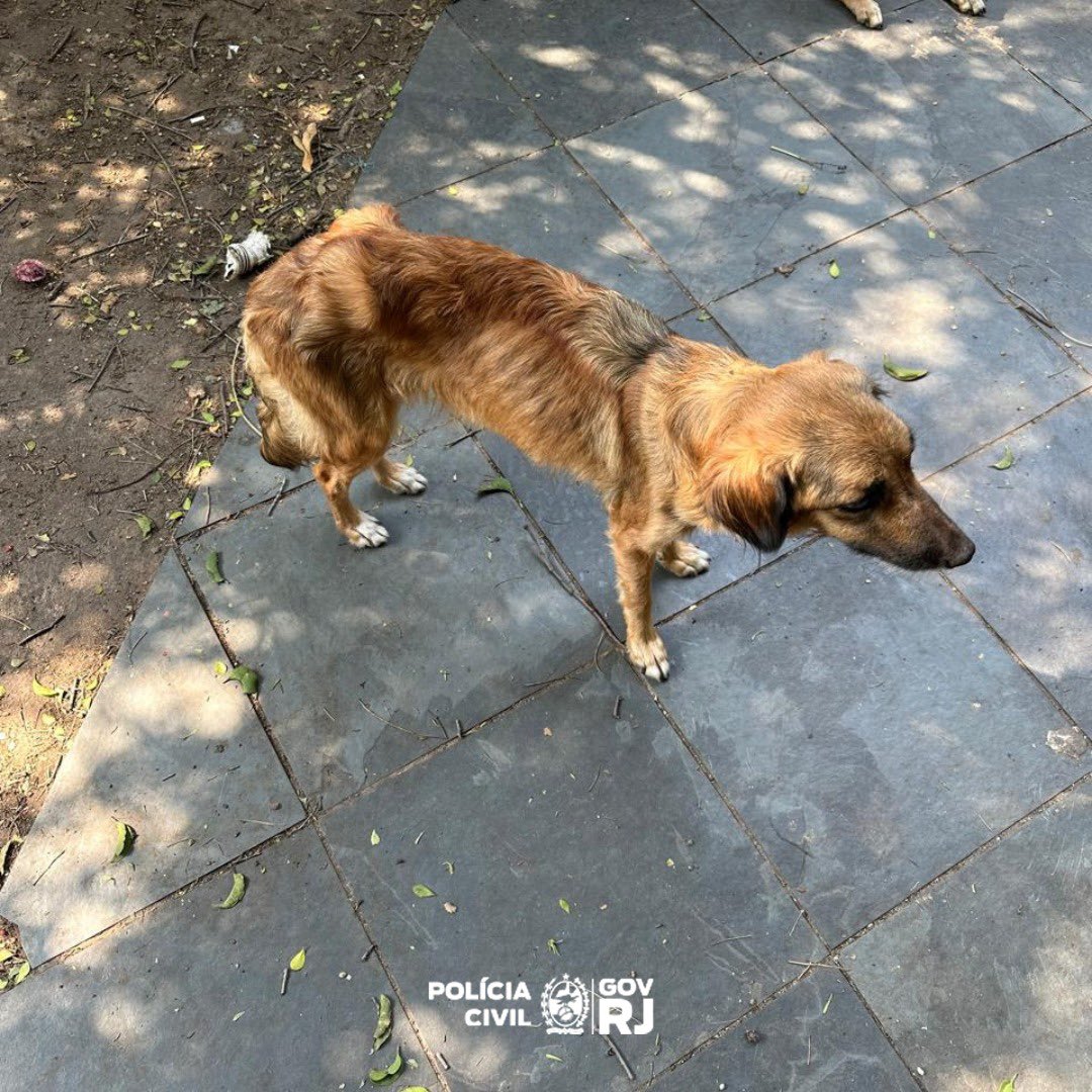 PCERJ's tweet photo. Policiais civis da #28DP autuaram um casal por maltratar 13 cães dentro de um imóvel na Zona Oeste do #RJ. Eles foram conduzidos à delegacia após verificação de denúncia no imóvel onde os cachorros viviam.
Leia a matéria 🔗
https://t.co/NYV2dE84Rj https://t.co/9wsNyOVEQf